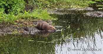 Bever van Hancate duikt eindelijk op en Karin legt hem vast: 'We dachten, wat zit daar dan?' - Tubantia