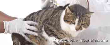Un chat aurait donné la COVID à un vétérinaire