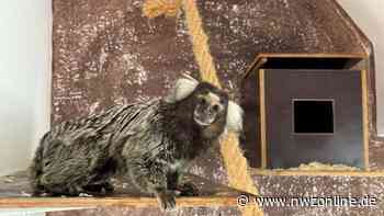 Illegaler Tierhandel: Exotischer Affe nach Rettung in Rastede - Nordwest-Zeitung