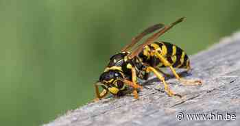 Fietsster verliest controle over stuur door wesp op arm - Het Laatste Nieuws