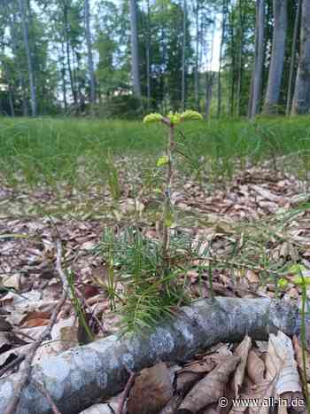 "Hoffnungsträgerin" im Klimawandel: Forstbetrieb Ottobeuren pflanzt neue Tannenart im Schönegger Forst - Ott - all-in.de - Das Allgäu Online!