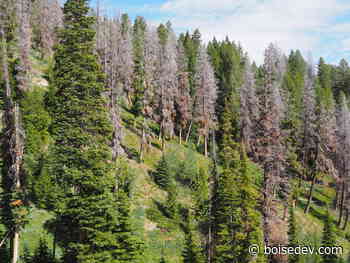 Partnership formed to improve forest health & expand recreation on Bald Mountain - boisedev.com