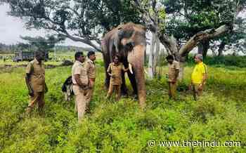 Operation to drive back single-tusker into forest in Talavadi begins - The Hindu