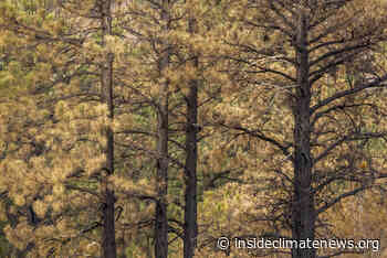 Lack of Loggers Is Hobbling Arizona Forest-Thinning Projects That Could Have Slowed This Year's Devastating Wildfires - InsideClimate News