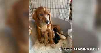 Essex crime: Pregnant dog found abandoned on Basildon street was used to breed puppies - Essex Live