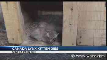 Lynx kitten dies at Seneca Zoo