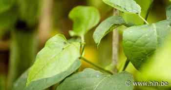 Gemeente Zwalm bindt de strijd aan met de invasieve exoten - Het Laatste Nieuws