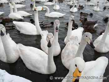 New Study Reveals Why Swans Trade Rest For Aggression