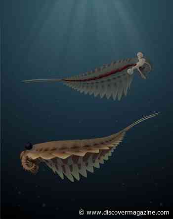 Scientists Find Fossilized Brains From 500-Million-Year-Old Arthropods