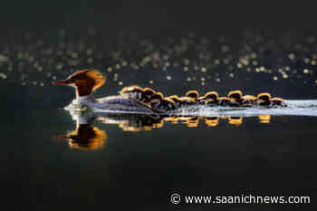 BC SPCA annual Wildlife-in-Focus photography contest ends soon – Saanich News - Saanich News