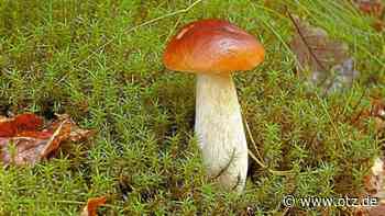 Mit den Fichten verschwinden die Großpilze rund um Jena - Ostthüringer Zeitung