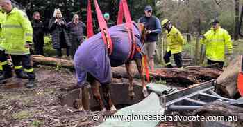 Horse, Jester, rescued from storage tank at Belimbla Park - Gloucester Advocate