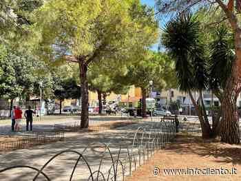 Al via l’abbattimento degli alberi nel centro di Agropoli - Info Cilento