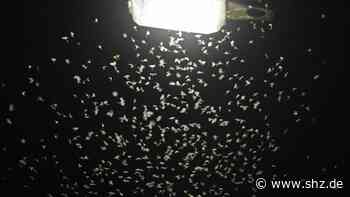 Zum Schutz von Insekten: Lichtverschmutzung in Tornesch: Verwaltung erarbeitet ein Konzept - shz.de