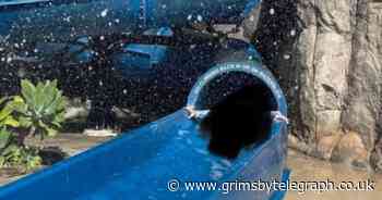 Mum shares distressing scans of daughter's face after waterslide accident - Grimsby Live