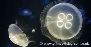 Warning over jelly fish along Cleethorpes shoreline - Grimsby Live