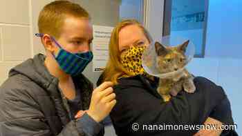 Miri the cat found in Nanaimo months after going missing from her Victoria home - Nanaimo News NOW