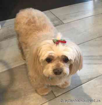 Sophie is missing in Port Lambton - Sydenham Current