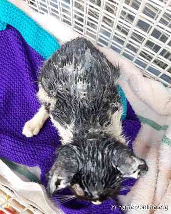 Acid ‘deliberately thrown’ over kitten in Harrow - Harrow Online