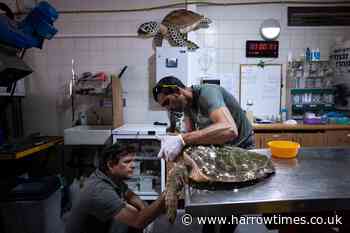 Rescued sea turtles in Israel released back into the wild - Harrow Times