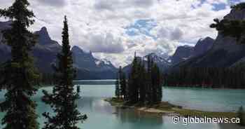 Peacock on the loose for days in Jasper National Park in Alberta euthanized