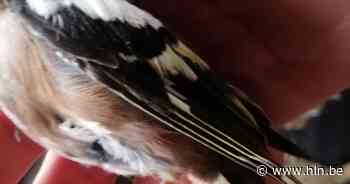 Boete voor gepensioneerde vogelvanger in Desselgem | Waregem | hln.be - Het Laatste Nieuws