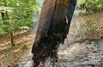 Strohgäu/Leonberg - Sonne, Hitze, Brandgefahr - Leonberger Kreiszeitung