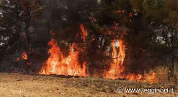 114 incendi in 15 giorni in provincia di Bari - LeggiNoci.it