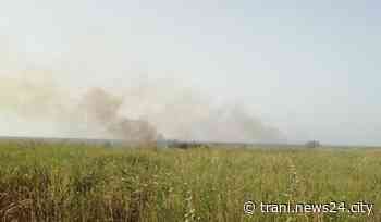 Incendi a Trani, l’Assessore Colangelo: «Regnano incuria e disprezzo per il bene» - Trani News24 City