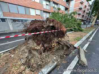Ad Alba il maltempo ha colpito duro: 50 alberi sradicati, tetti danneggiati e allagamenti [FOTO E VIDEO] - TargatoCn.it