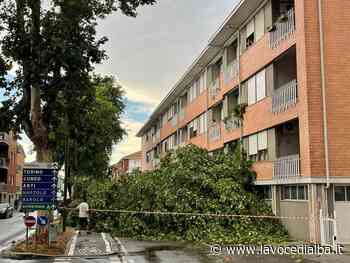 Il maltempo si abbatte sulla Granda: vento forte sradica alberi ad Alba, Mondovì e Bra [FOTO] - LaVoceDiAlba.it