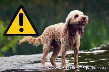 RSPCA issue 'silent killer' warning to UK dog owners this weekend amid Met Office forecast