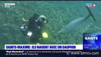 Sainte-Maxime: des plongeurs nagent avec un dauphin - BFMTV