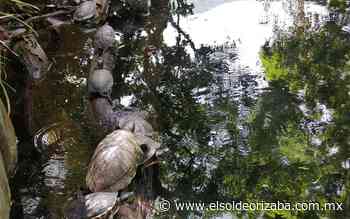 Nacen alrededor de 30 tortugas de agua dulce en Laguna de Nogales (FOTOS) - El Sol de Orizaba