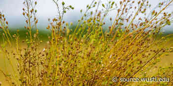 Study points to Armenian origins of ancient crop with aviation biofuel potential - The Source - Washington University in St. Louis