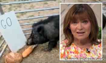 Lorraine sparks frenzy as psychic pig predicts Boris Johnson's resignation 'Got to go!' - Express