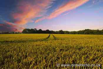 Rural Dorset to test new 5G technology for next generation agriculture - Dorset Echo