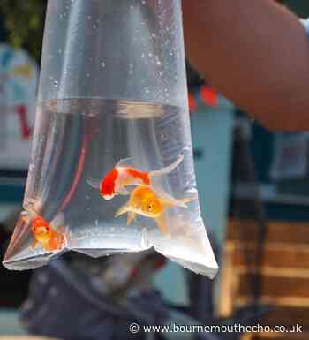 Councils in Dorset urged to ban goldfish prizes at funfairs - Bournemouth Echo