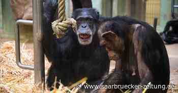 Gegen Menschenaffenhaltung: Peta kündigt Demonstrationen vor Zoos in Saarbrücken und Neunkirchen an - Saarbrücker Zeitung