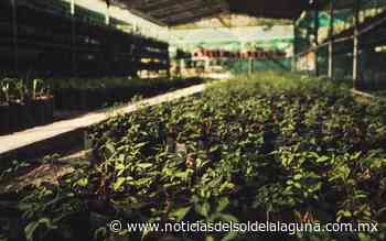 Peñoles y Fresnillo plc producen y plantan anualmente miles de árboles - Noticias del Sol de la Laguna