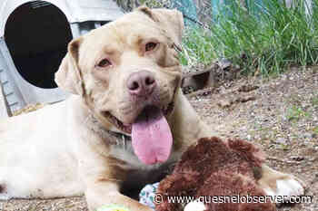 Quesnel SPCA suspends canine intake due to substantial damage caused by roof leak – Quesnel Cariboo Observer - Quesnel - Cariboo Observer