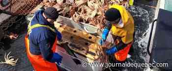 Le crabe des neiges russe plombe nos marchés