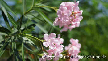Oleander düngen: Kaffeesatz enthält viele Nährstoffe