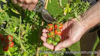 Tomaten sind grün statt rot: Oft liegt’s nur an der Temperatur