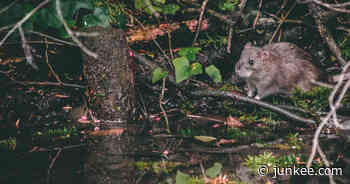 Rats Leaving Sewers For Sydney Homes During Heavy Rainfall - Junkee