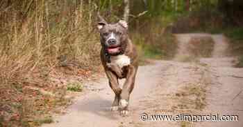 Hermosillo: Policías iban a detenerlo por violencia familiar y les suelta a pitbull - EL IMPARCIAL Sonora
