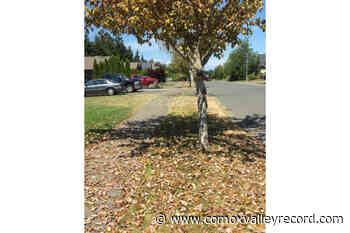 Tutor Drive trees dying, no thanks to the Town of Comox - Comox Valley Record