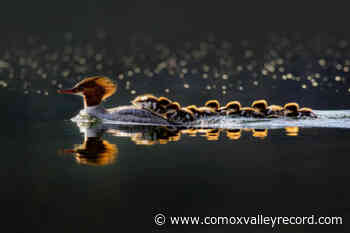 BC SPCA annual Wildlife-in-Focus photography contest ends soon - Comox Valley Record