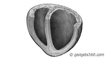 Scientists Develop Heart Helical Structure Model That Could Help Create Artificial Heart