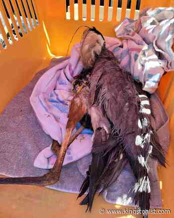 Heron rescued thanks to volunteers, Utilities Kingston employees, Sandy Pines - Kingstonist
